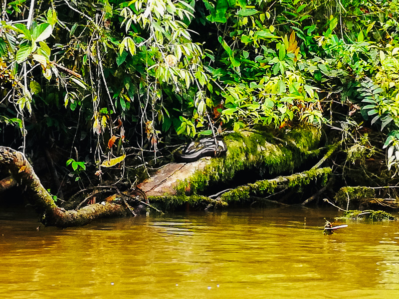 An anaconda snake chilling on a tree