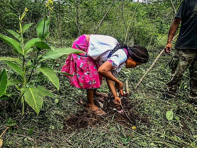 Replanting a yuca branch