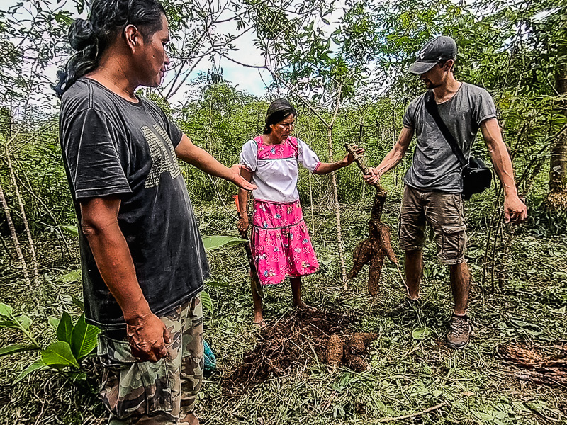 The roots of the cassava plant known as yuca in Ecuador