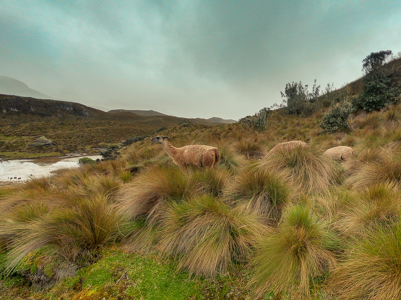 Llamas grazing around the lake