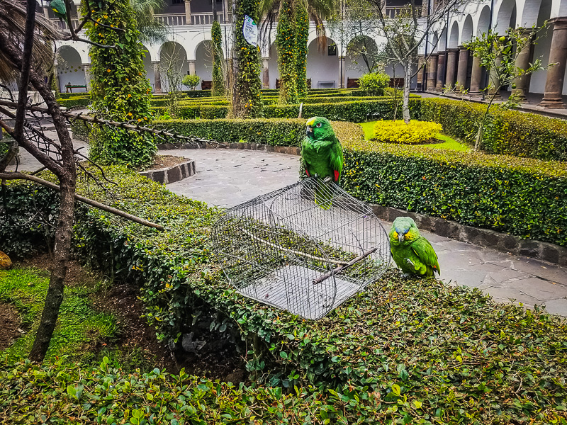 Parrots in the courtyard of the Convent