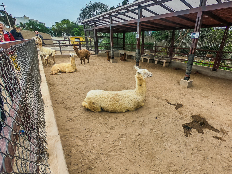 Small farm with livestock