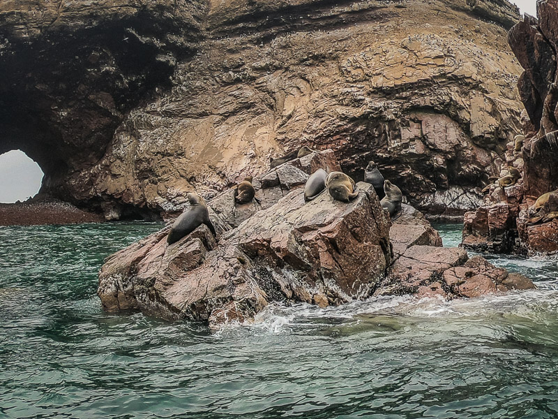 Some sea lions sunbathing on some rocks