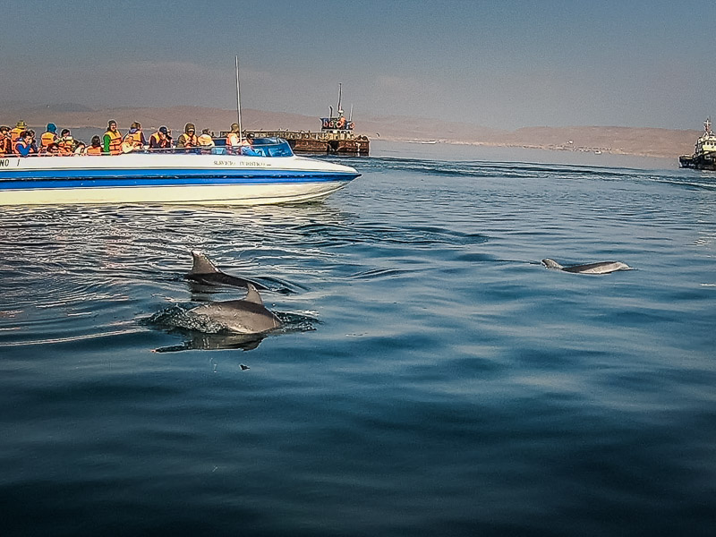 Family of dolphins surfacing