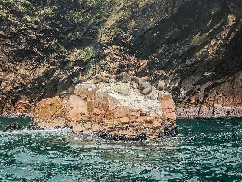 Some sea lions sunbathing on some rocks