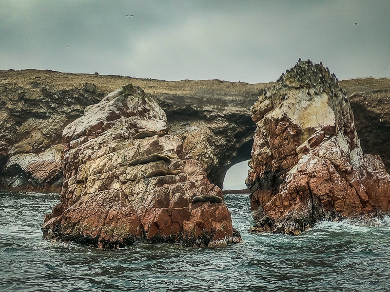 Some sea lions sunbathing on some rocks