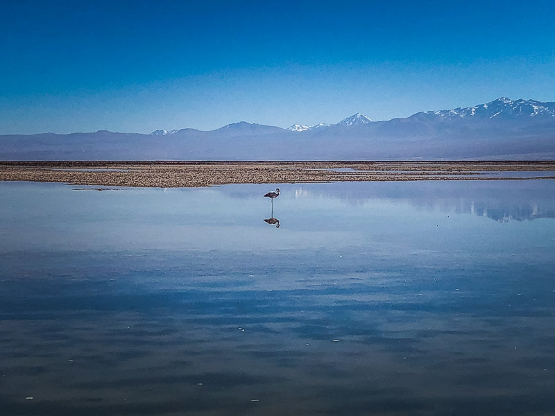 Lone flamingo in the middle of the lake