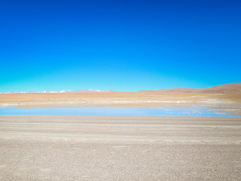 Lake with pink flamingos bathing in the water