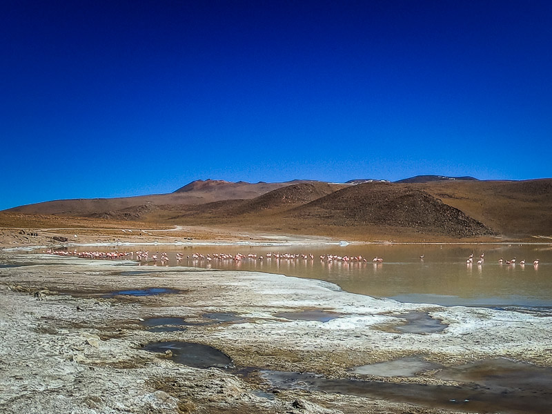 Lake with pink flamingos bathing in the water