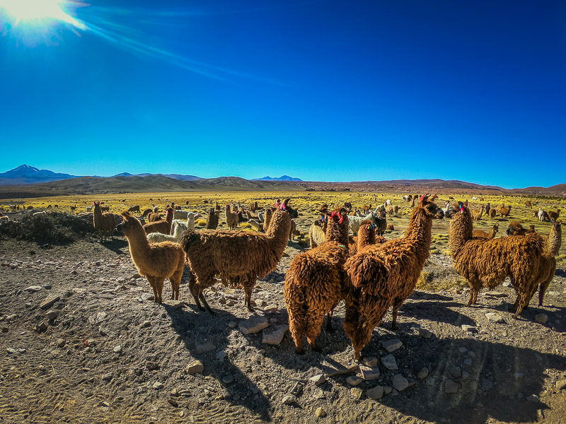 Herd of llamas at the village