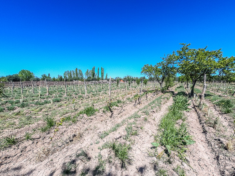 Vineyard where the produce is grown organically