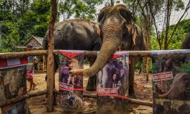 Phuket – Elephant Jungle Sanctuary