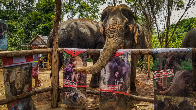 Read more about the article Phuket – Elephant Jungle Sanctuary