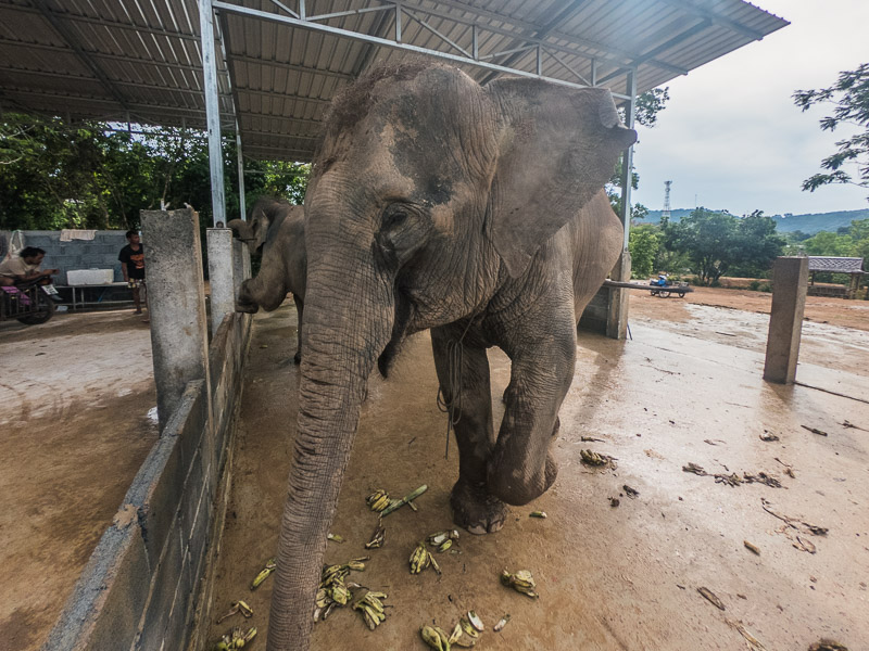 One of the elephants in the feeding area