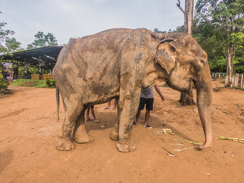 The oldest elephant feeding