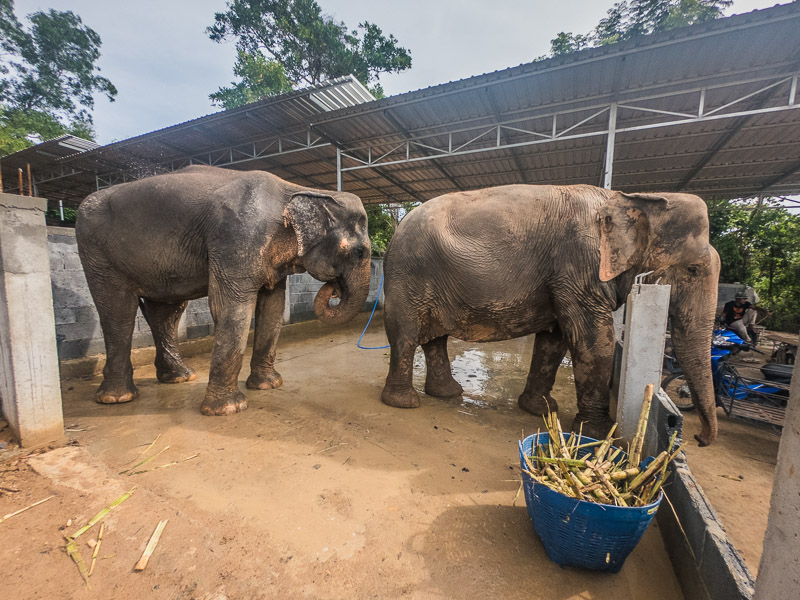 Elephants in the feeding area