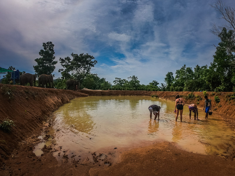 Waiting for the elephants at the first mud pool