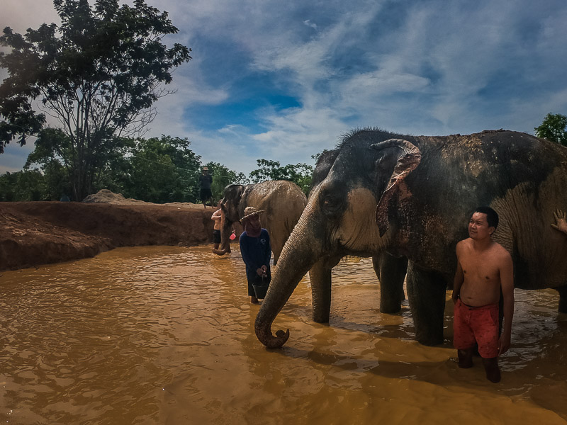 Throwing muds on the elephants at the mud pool