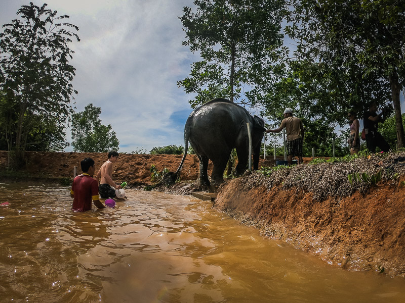 One of the elephants getting out of the pool