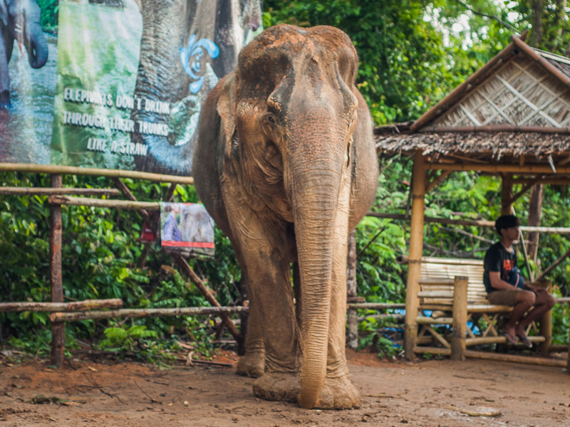 One of the elephants coming out to the entrance