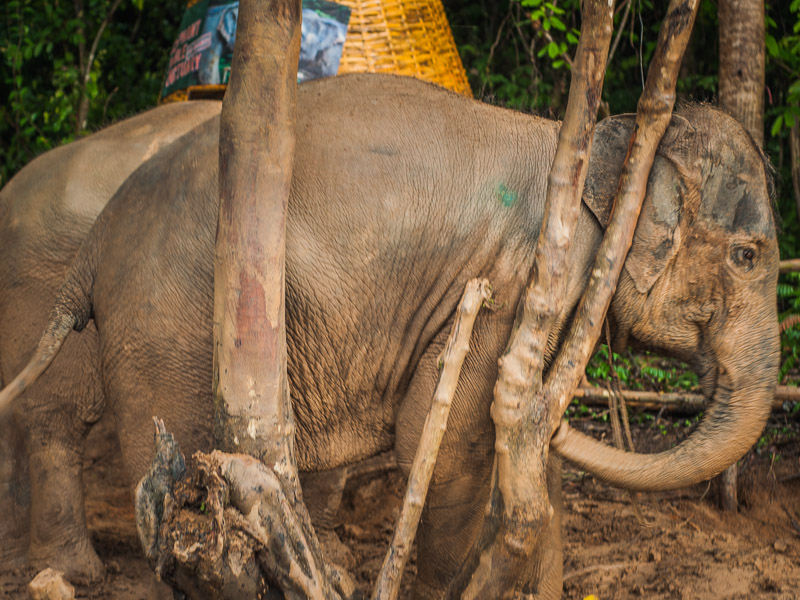 Baby elephant using a tree to scratch herself