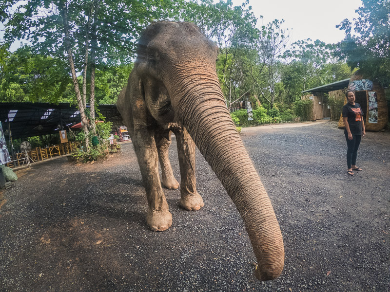 An elephant heading to the feeding area