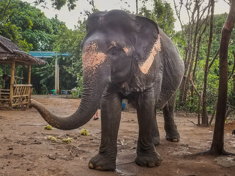 One of the larger elephants