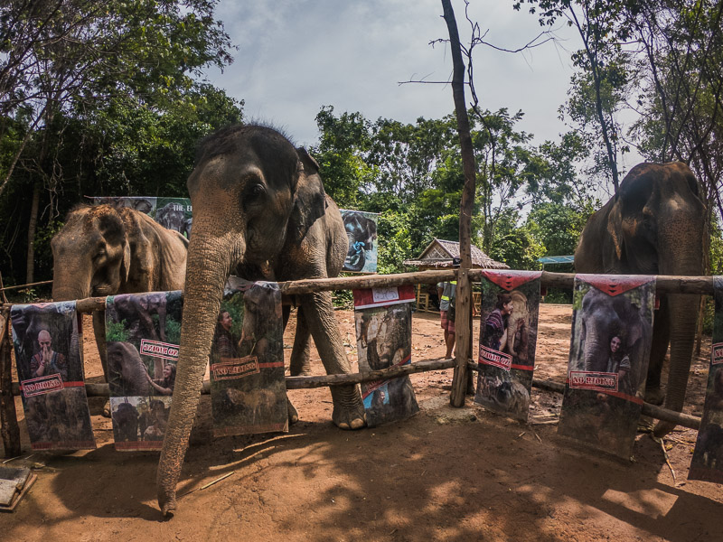 Rescued elephants at the entrance