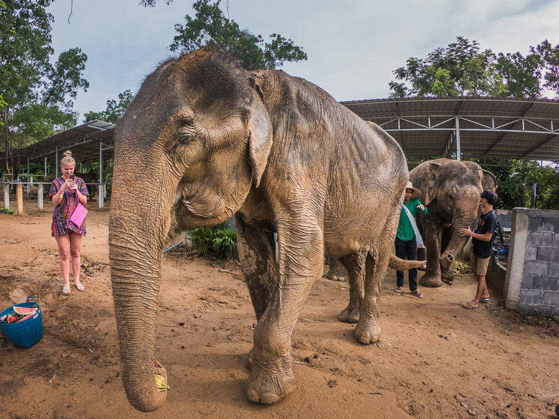 The oldest elephant feeding