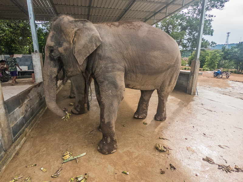 One of the elephants in the feeding area