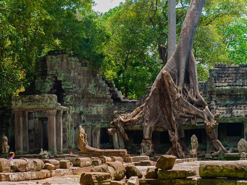 Large tree growing out of the temple