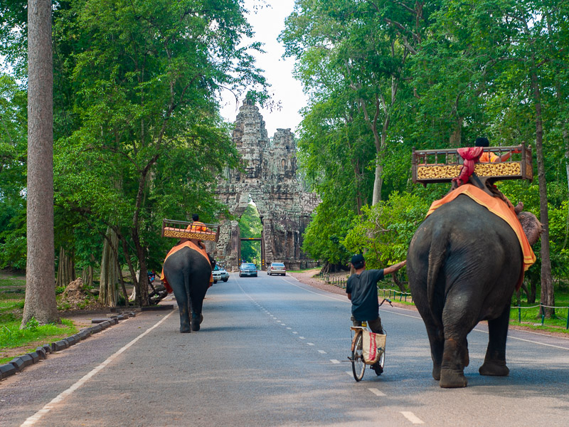 Passing by some elephants