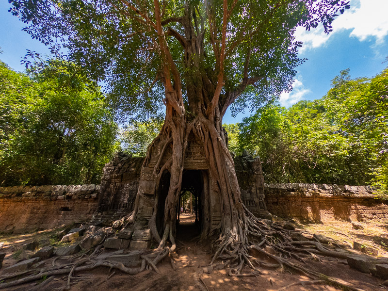 Large tree growing over the temple