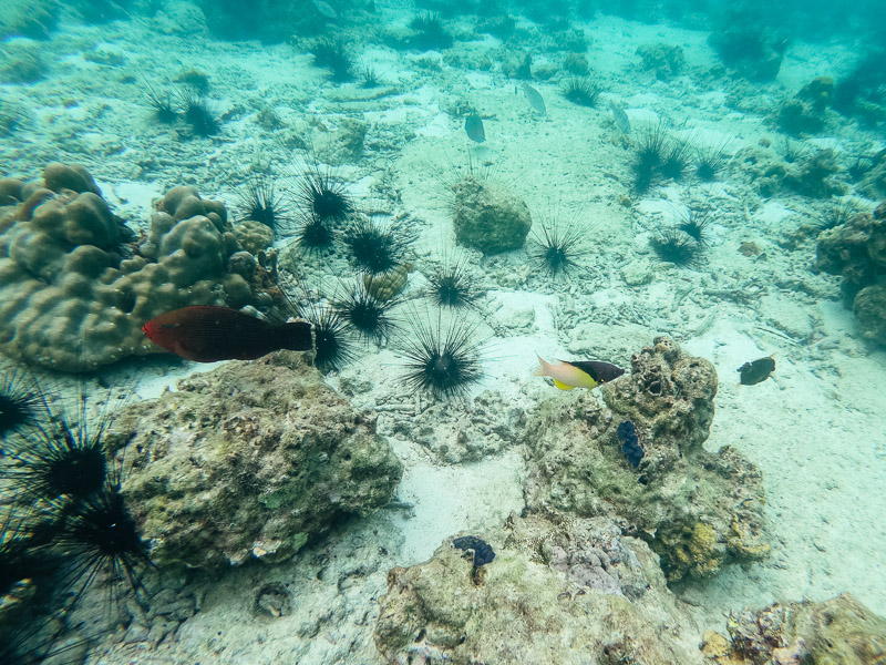 Spotting some sealife whilst snorkeling