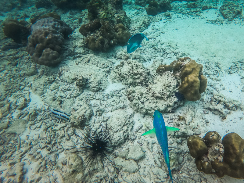 Snorkeling to get a close up view of the sealife