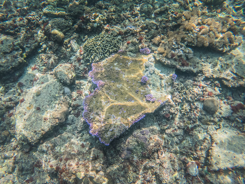 Getting a look at the corals