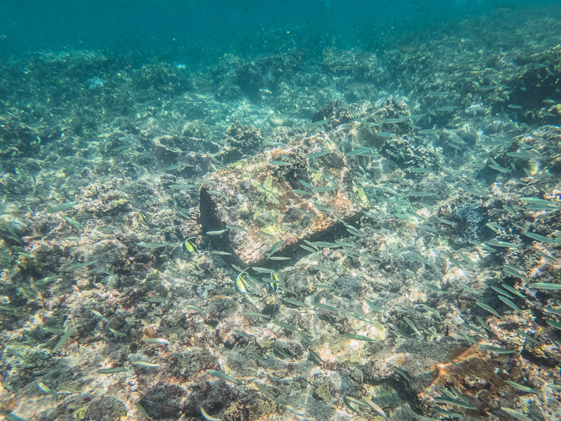 Getting to sea the fish whilst snorkeling