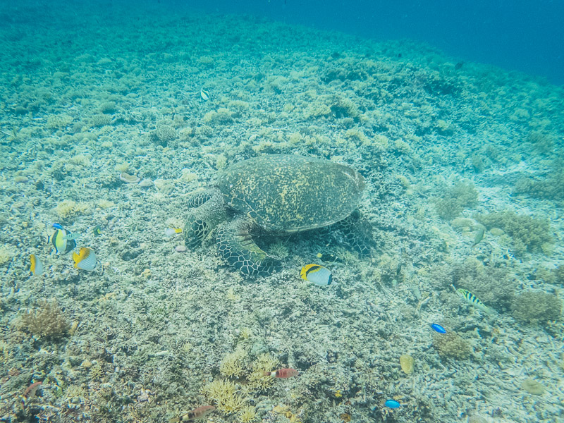 Turtle resting on the seabed