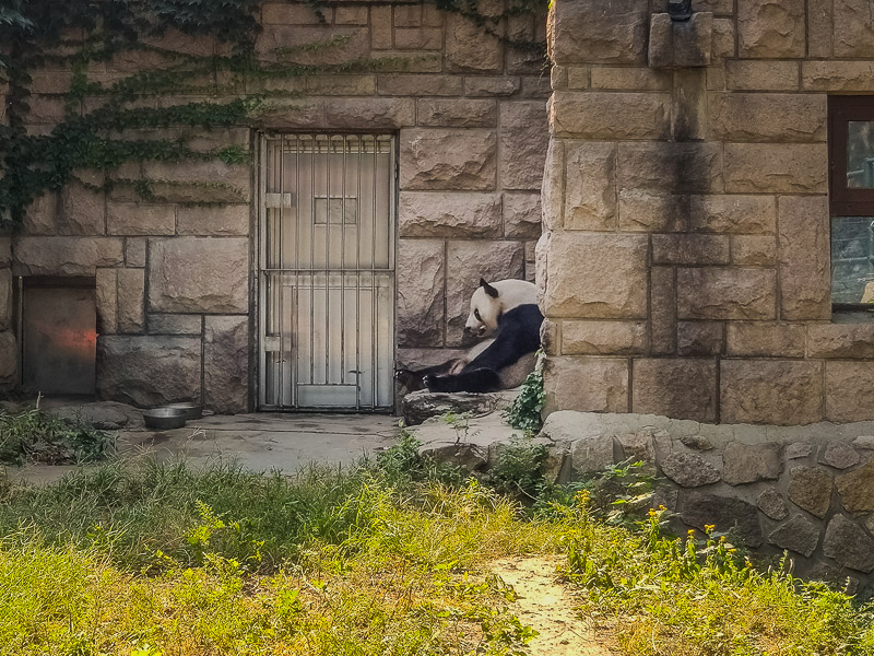 Panda sitting in the shade