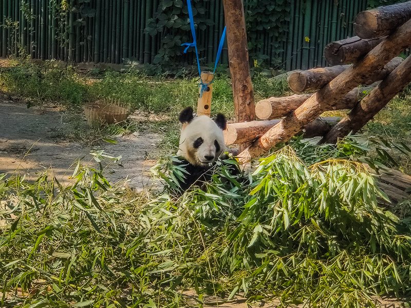 Young panda munching on some leaves