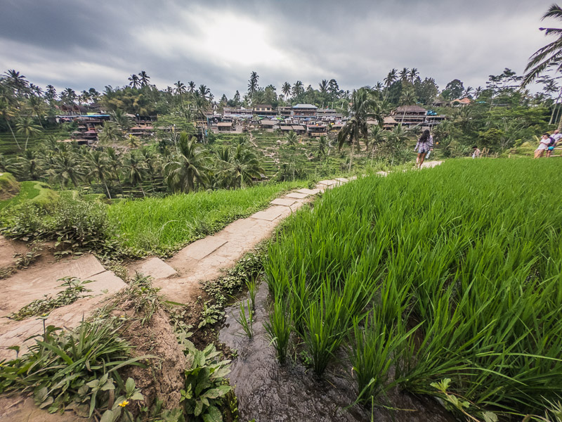 Close up of the rice terrace