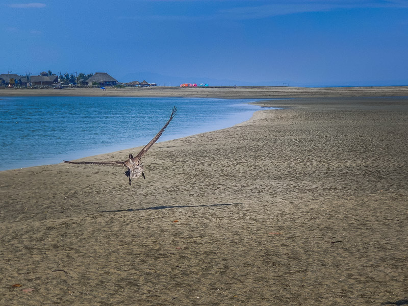 Crane taking off