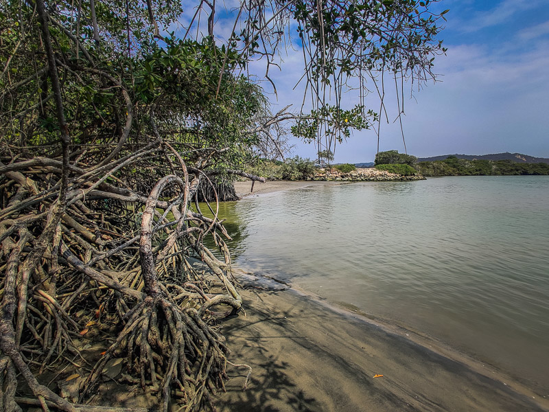 Mangrove swamp by the beach and river