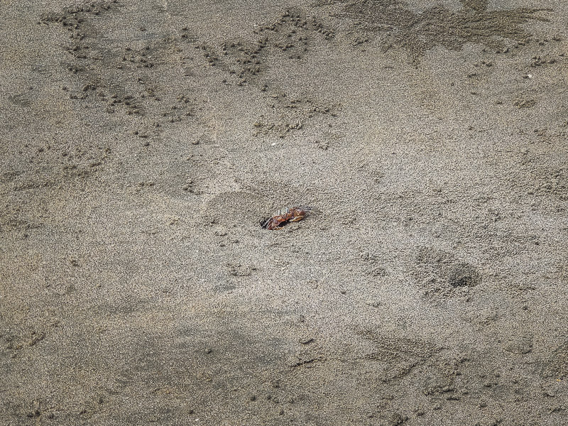 Crab popping out from its burrow