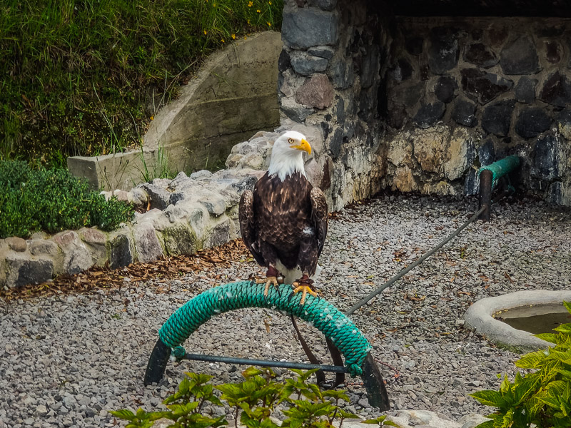 A bald eagle sitting on its perch