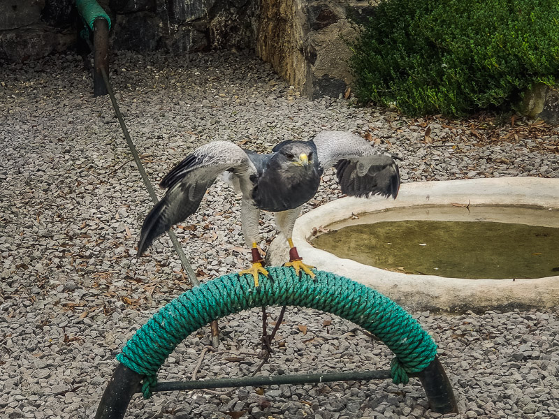 A grey eagle extending its wings