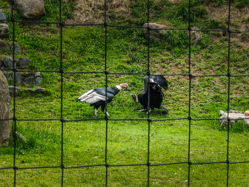 Two condors fighting over food