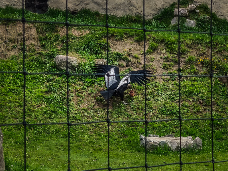 A condor carrying some meat up the slope