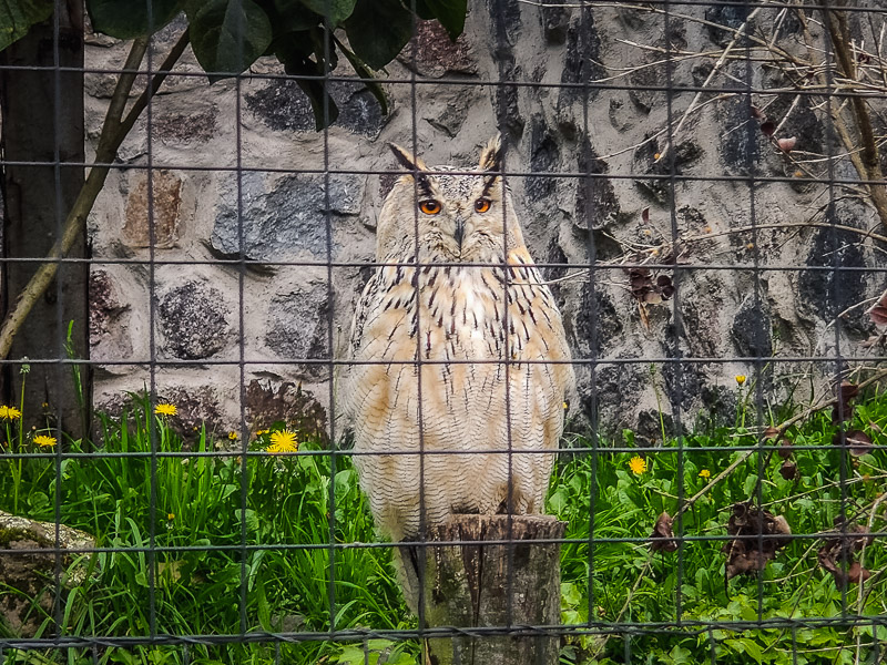 An owl in its cage