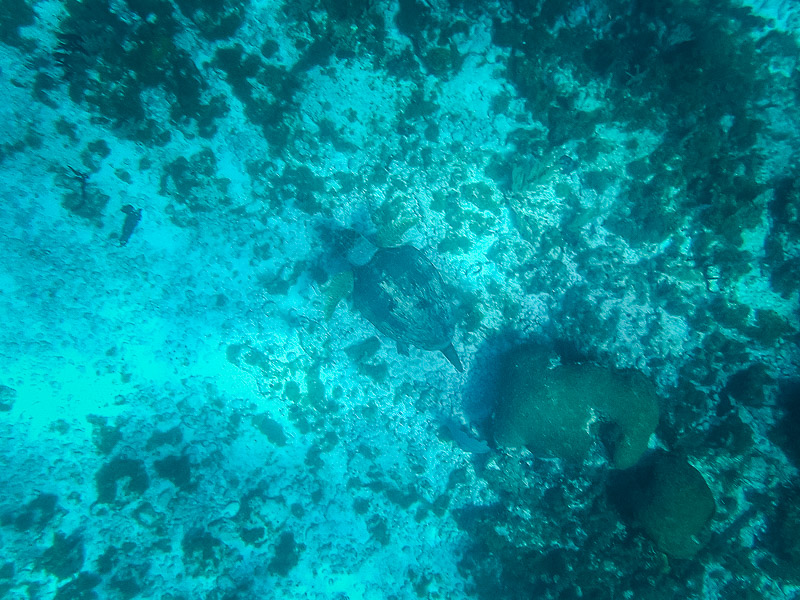 A turtle swimming near the seabed